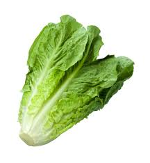 Laitue romaine