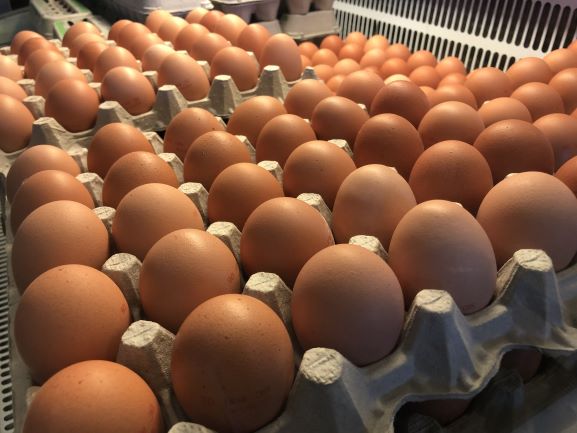Oeufs bruns de St-Théodore d’Acton