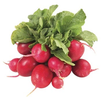 Radis rouge