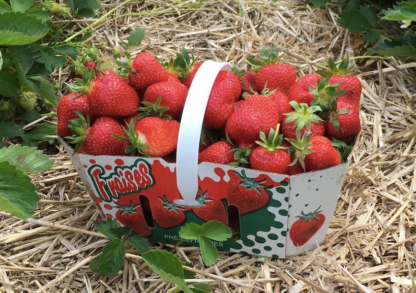 Fraises au potager : halte au pillage ! - Blog Promesse de fleurs